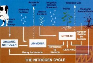 XỬ LÝ NƯỚC NHIỄM NITRAT, NITRIT, AMONIAC